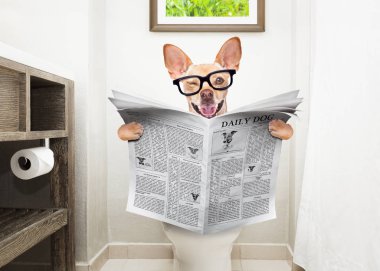 bir klozet kapağı ile sindirim sorunları ya da dedikodu dergi veya gazete okuma kabızlık oturan chihuahua köpek