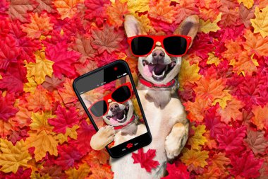 chihuahua köpek, tam yatan arka gövde üzerinde yalan bir gülümsemeyle bakıyorsun sonbahar sonbahar yaprakların smartphone ile bir selfie alarak