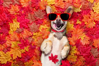 chihuahua köpek, yerde yatan tam sonbahar sonbahar yaprak, sana arka gövde üzerinde yalan bir gülümseme ile bakmak
