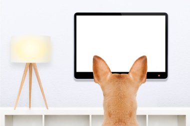 dog in front of a blank and empty tv television or pc computer screen,  watching  and looking very carefully what is on clipart
