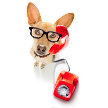 Chihuahua köpek gözlüklü Sekreter olarak veya kırmızı eski ile operatör arama telefon veya retro Klasik telefon