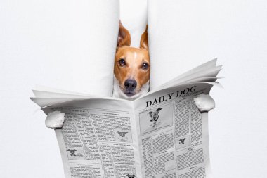 serin komik jack russell köpek bir gazete dergi okuma