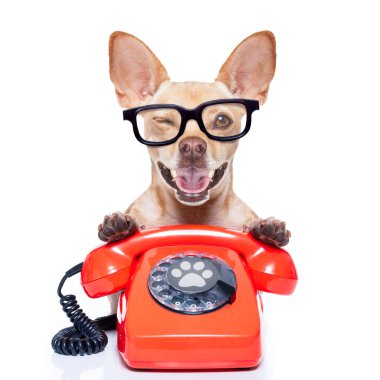 Chihuahua köpek gözlüklü Sekreter olarak veya kırmızı eski ile operatör arama telefon veya retro Klasik telefon