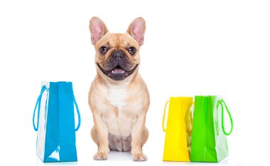 Alışveriş torbaları ile Fransız bulldog indirim ve satış için hazır, beyaz arka planda izole
