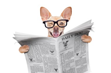 boş boş gazete veya dergi okuma gözlük okuma serin komik chihuahua köpek