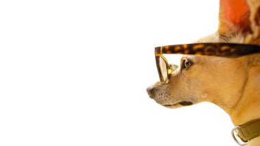 Chihuahua köpek izlemek ve negatif alan komik güneş gözlüğü, yaz tatil tatil takıyor bakarak