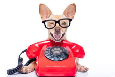Chihuahua köpek gözlüklü Sekreter olarak veya kırmızı eski ile operatör arama telefon veya retro Klasik telefon
