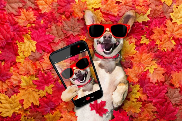 Chihuahua Dog Lying Ground Full Fall Autumn Leaves Looking You — Stock Photo, Image