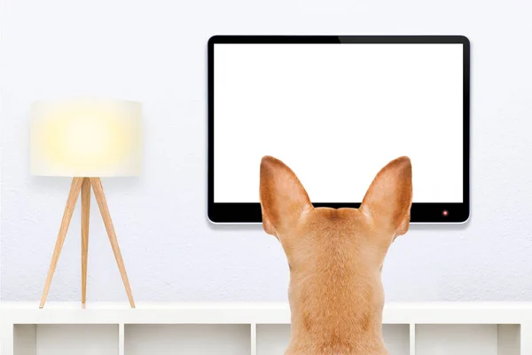 Cão Frente Uma Televisão Branco Vazio Tela Computador Assistindo Olhando — Fotografia de Stock