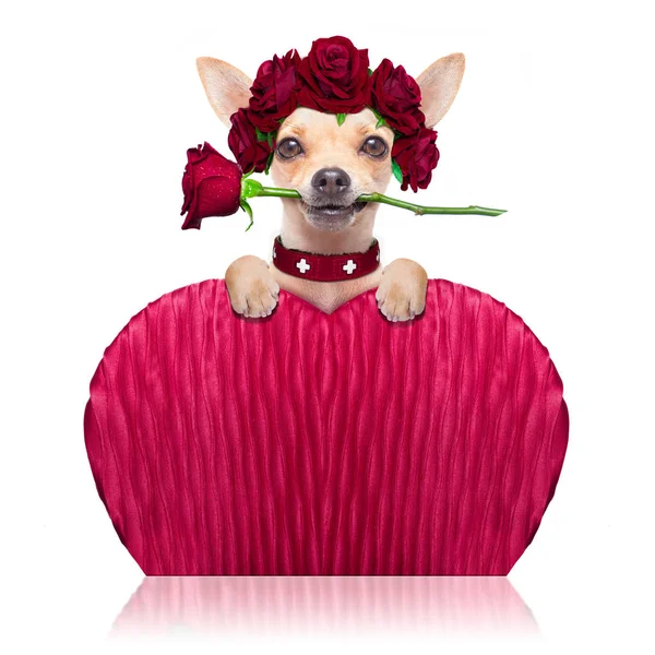 Perro Chihuahua Enamorado Feliz Día San Valentín Con Flor Rosa —  Fotos de Stock