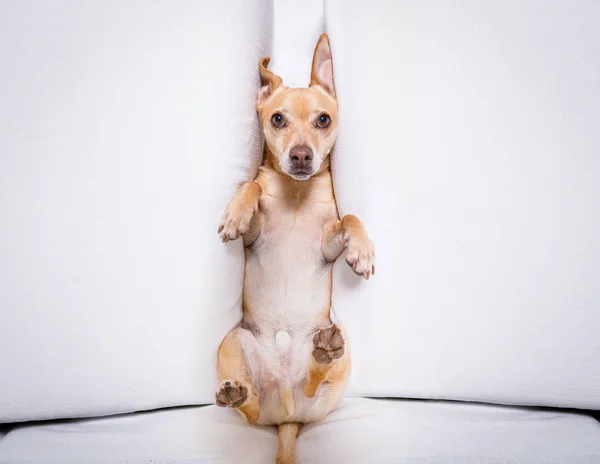 Bureau Homme Affaires Chien Occupé Épuisé Sentir Pression Travail — Photo