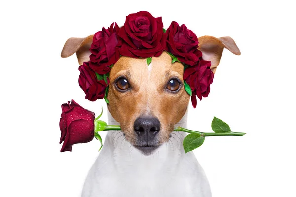 ジャック ラッセル犬の口の中にバラの花 白い背景の上の Isaolated と幸せなバレンタインの日の愛 — ストック写真