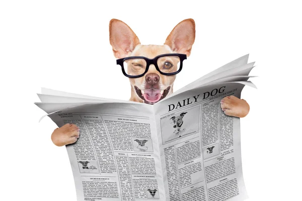 Fresco Divertido Perro Chihuahua Leer Periódico Vacío Blanco Revista Con — Foto de Stock
