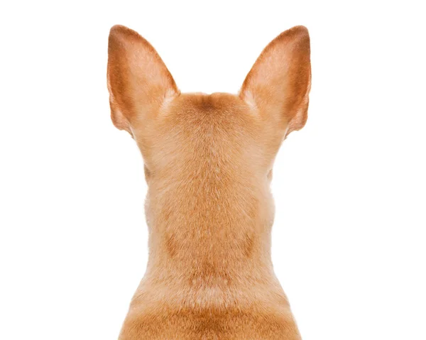 Собака Дивиться Прямо Позаду Показує Задній Задній Торс Сидячи Ізольовано — стокове фото