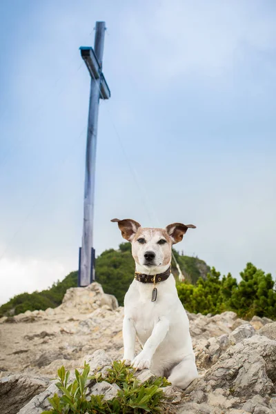 Jack Russell Teriér Pes Horské Turistiky Vrchol Odpočívá Rock Cítí — Stock fotografie