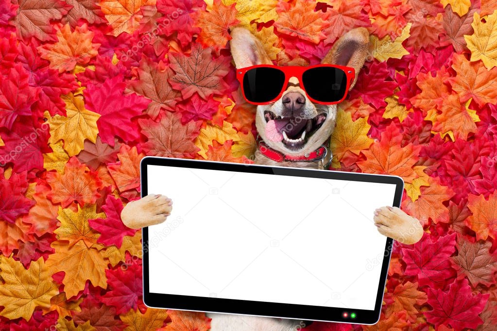 chihuahua  dog , lying on the ground full of fall autumn leaves, looking at you  with a smile,   lying on the back torso, holding ebook, touch pad pc computer tablet
