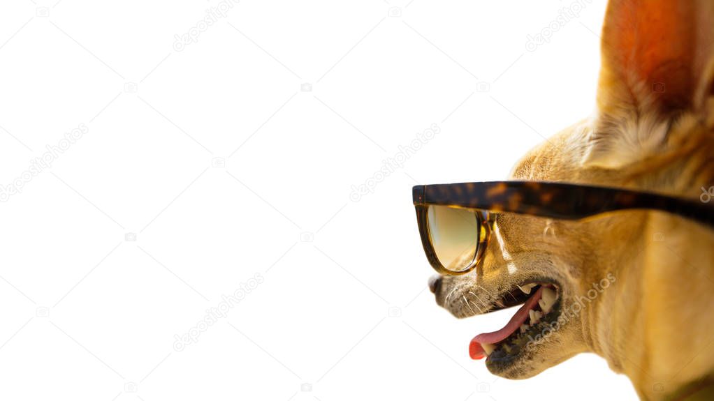 chihuahua dog watching and looking at negative space wearing funny sunglasses, on summer vacation holiday