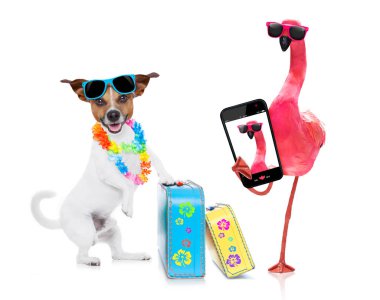 köpek ve birbirine yakın, okyanus kıyı ile Eşcinsel bir pembe flamingo yakın yaz tatil tatil günlerinde sahilde oturan sahibi