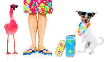 köpek ve birbirine yakın, okyanus kıyı ile Eşcinsel bir pembe flamingo yakın yaz tatil tatil günlerinde sahilde oturan sahibi