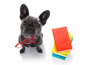 bir kitap, çok akıllı ve zeki, beyaz arka plan üzerinde izole uzun boylu yığını ile Fransız bulldog köpek