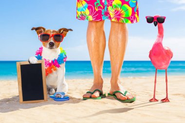 köpek ve birbirine yakın, okyanus kıyı ile Eşcinsel bir pembe flamingo yakın yaz tatil tatil günlerinde sahilde oturan sahibi