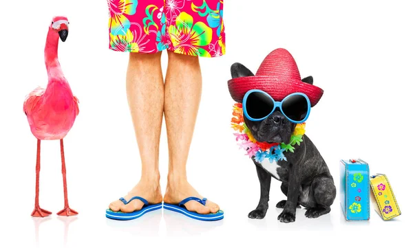 köpek ve birbirine yakın, okyanus kıyı ile Eşcinsel bir pembe flamingo yakın yaz tatil tatil günlerinde sahilde oturan sahibi