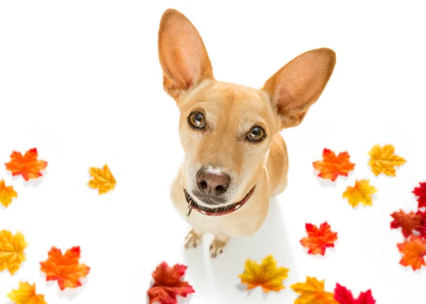 Chihuahua Podenco Perro Esperando Que Dueño Juegue Vaya Dar Paseo —  Fotos de Stock