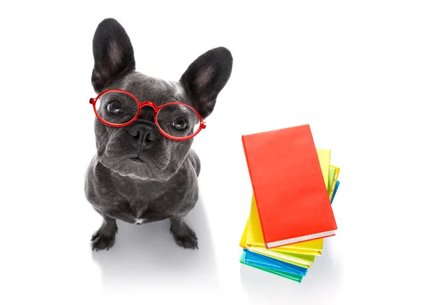 Francia Bulldog Kutya Val Egy Magas Halom Könyvet Nagyon Okos — Stock Fotó