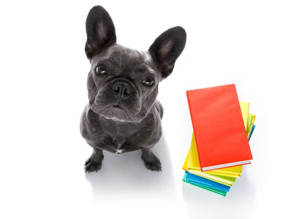 Cane Bulldog Francese Con Una Pila Alta Libri Molto Intelligente — Foto Stock