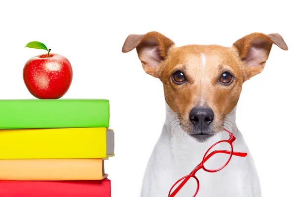Jack Russell Cão Com Uma Pilha Alta Livros Muito Inteligente — Fotografia de Stock