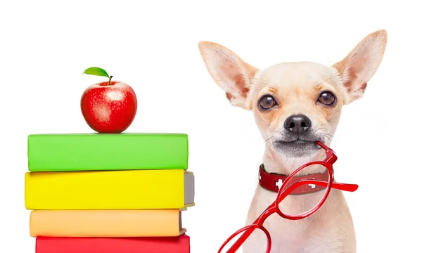 Σκυλί Chihuahua Ένα Ψηλό Στοίβα Από Βιβλία Πολύ Έξυπνος Και — Φωτογραφία Αρχείου
