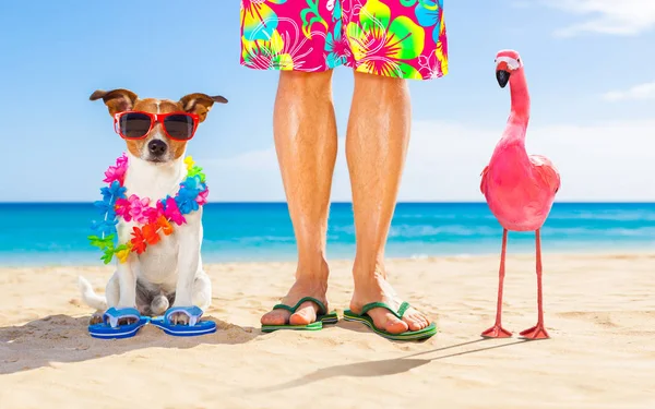Köpek Birbirine Yakın Okyanus Kıyı Ile Eşcinsel Bir Pembe Flamingo — Stok fotoğraf