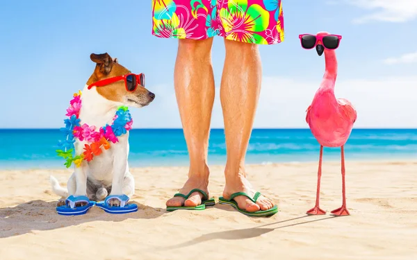 Cão Proprietário Sentado Perto Juntos Praia Férias Verão Perto Costa — Fotografia de Stock