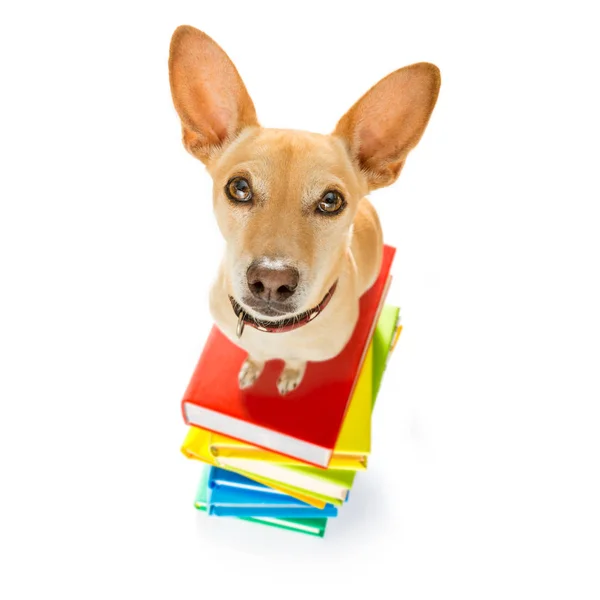 吉娃娃狗在一堆高高的书上 非常聪明和聪明 孤立在白色背景上 — 图库照片