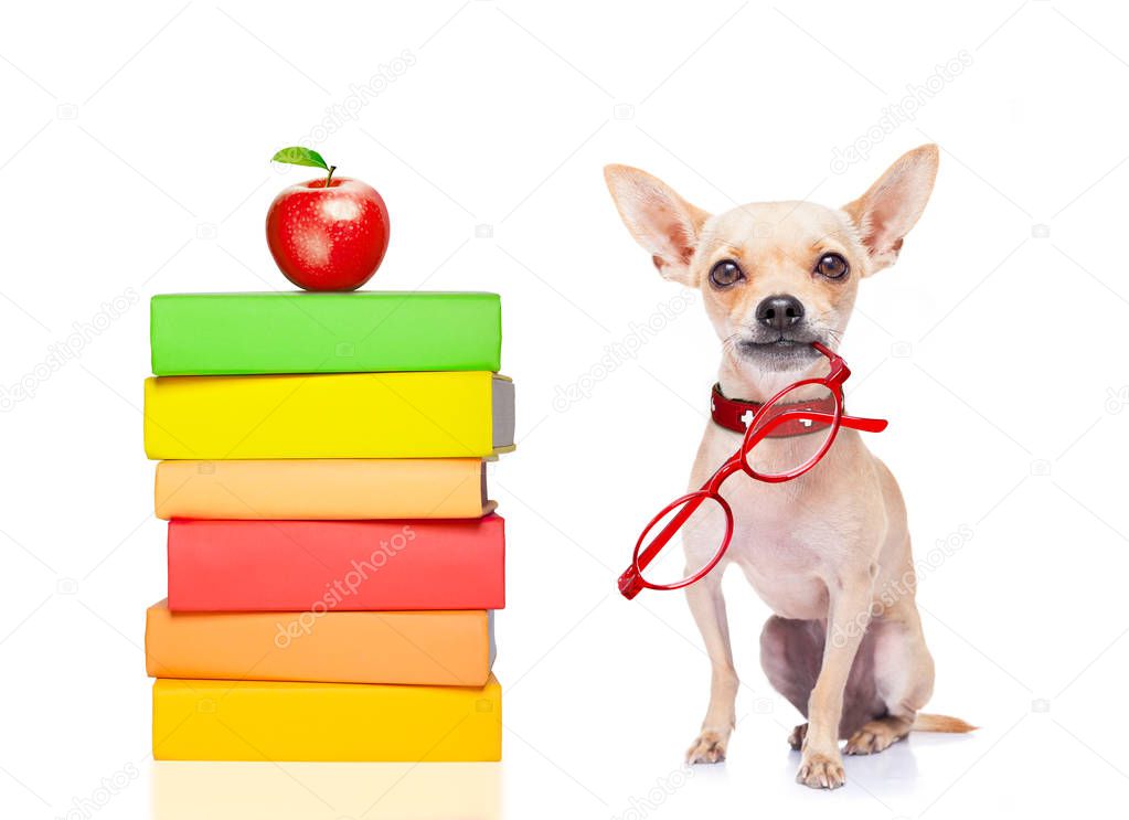 chihuahua dog on  a tall stack of books ,very smart and clever , isolated on white background