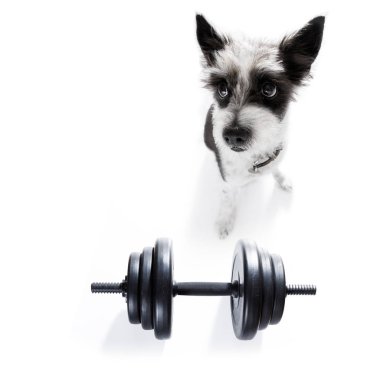 vicdan azabı kilolu ve bir dumbbell ile beyaz arka plan üzerinde loose ağırlık için kaniş köpekle