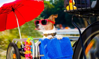 hızlı ve hızlı jack russell köpek dil bir bisiklet römork üzerinde dışarı yaz tatile sahibi plaja havlu, şemsiye ve güneş gözlüğü ile hazır ile yapıştırma