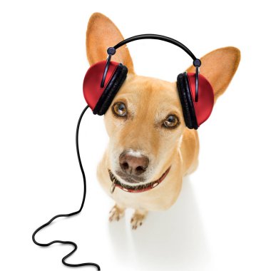 dinlemek ya da mp3 çalar, beyaz arka plan üzerinde izole ve kulaklık ile müzik şarkı cool dj chihuahua podenco köpek