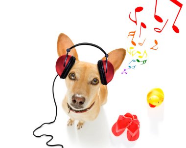 dinlemek ya da mp3 çalar, beyaz arka plan üzerinde izole ve kulaklık ile müzik şarkı cool dj chihuahua podenco köpek
