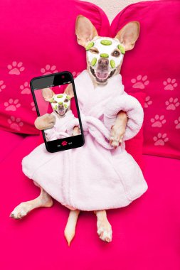 güzellik maskesi spa Sağlık Merkezi ile rahatlatıcı, nemlendirici krem maske ve salatalık, smartphone ile bir selfie alarak süslü bornoz giyiyor chihuahua köpek