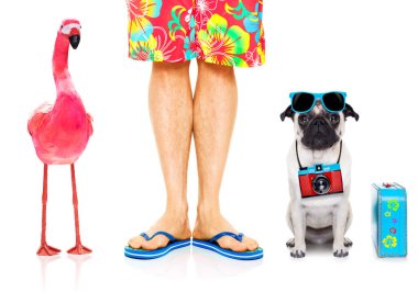 köpek ve sahibi yaz tatil tatiller ve eşcinsel bir pembe flamingo, gitmeye hazır beyaz izole