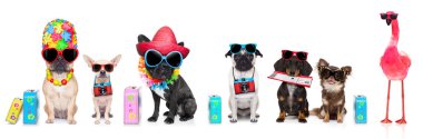 satır veya grup köpek yaz tatil tatiller, şapka, kamera, Bilet, çanta ve Bagaj ile gitmek hazır