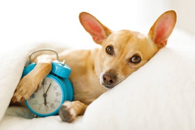 Chihuahua köpek dinlenme ya da uyku, yatak battaniyenin altında için erken uyanmak için zil çalar saat ile yatakta ve ayağa kalk