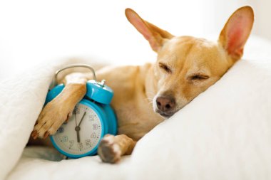 Chihuahua köpek dinlenme ya da uyku, yatak battaniyenin altında için erken uyanmak için zil çalar saat ile yatakta ve ayağa kalk