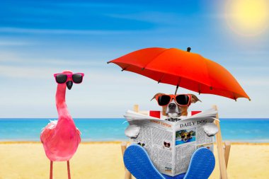 jack russell köpek gazetede bir plaj sandalyesi veya hamak altında şemsiye, güneş gözlüklü yaz tatil tatil günlerinde