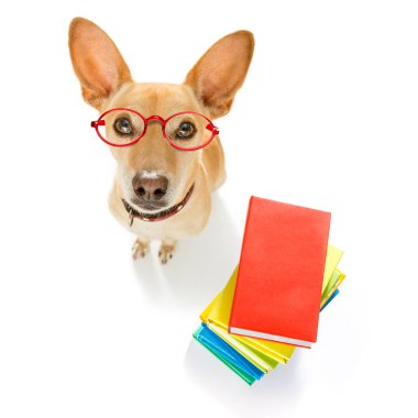 Chihuahua köpek bir kitap, çok akıllı ve zeki, beyaz arka plan üzerinde izole uzun boylu yığını üzerinde