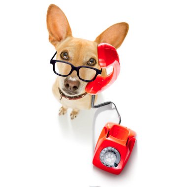 Chihuahua köpek gözlüklü Sekreter olarak veya kırmızı eski ile operatör arama telefon veya retro Klasik telefon