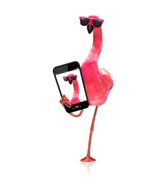 Rosa Gay Flamingo Tomando Selfie Férias Verão Isolado Fundo Branco — Fotografia de Stock
