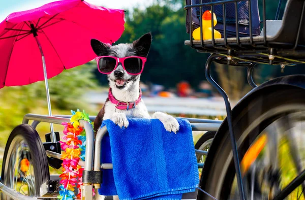 Chien Caniche Rapide Rapide Sur Une Remorque Vélo Vacances Été — Photo