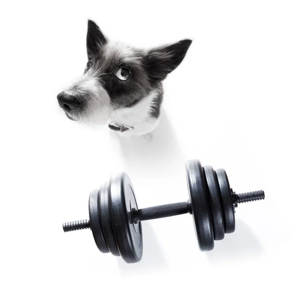 Poodle Dog Guilty Conscience Overweight Loose Weight White Background Dumbbell — Stock Photo, Image
